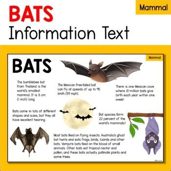 蝙蝠跑到家裡|蝙蝠資訊站 Bats information about Taiwan